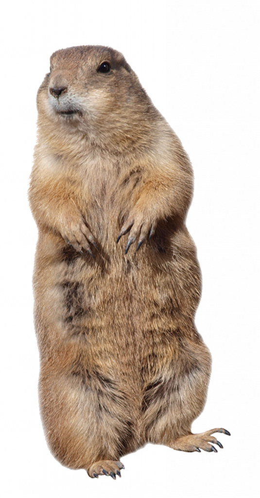 Gopher Control 4hr Emergency Service Isotech Pest Management