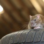 Pest-proof your garage in Los Angeles CA - Isotech Pest Management