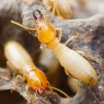 Is your business at risk for termites in Los Angeles CA - Isotech Pest Management
