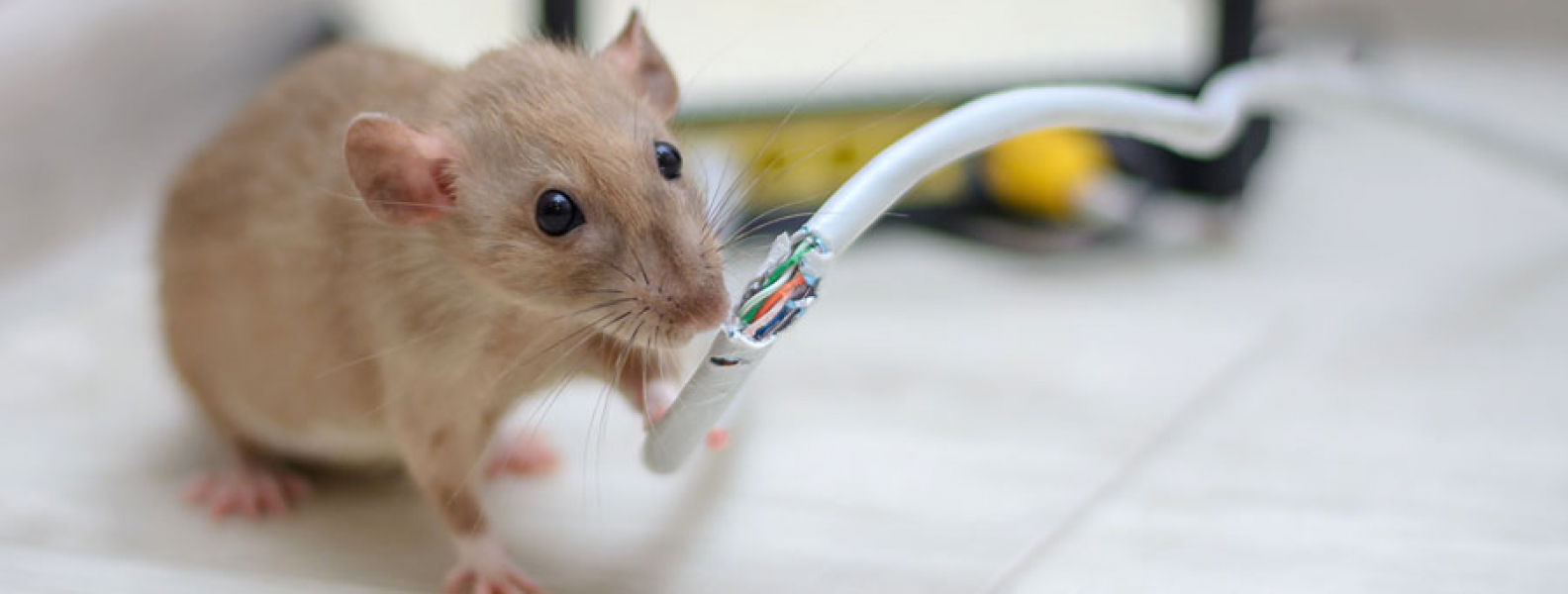 How Dangerous are Rats & Mice? Isotech Pest Management